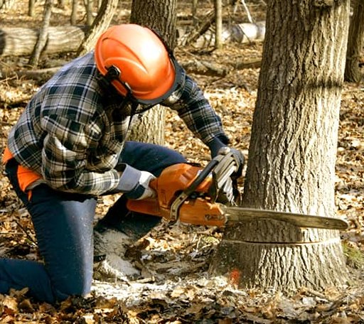 Tree Removal in Diboll, TX